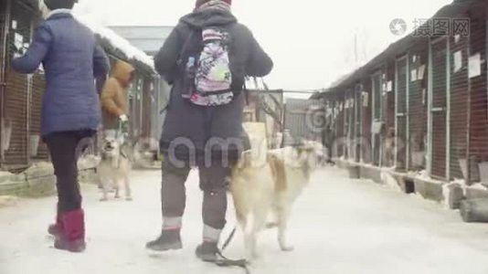 志愿者带着狗去散步视频