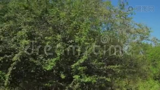 夏日阳光下的大绿树视频
