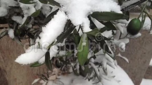 雪花中的橄榄视频