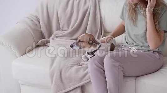 爱动物的概念。 快乐的女人在家里的沙发上抚摸她的杰克罗素猎犬视频