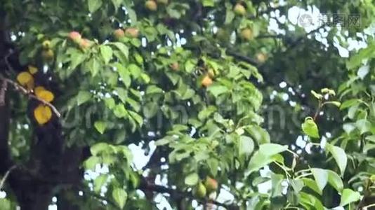一个农村农场雨后，果树上的熟梨。 农业景观视频