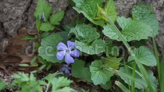 公园里的植被视频