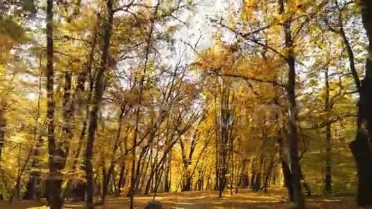 走过秋天的森林.. 穿过明亮的五颜六色，充满活力的金色秋天，阳光明媚的园林视频