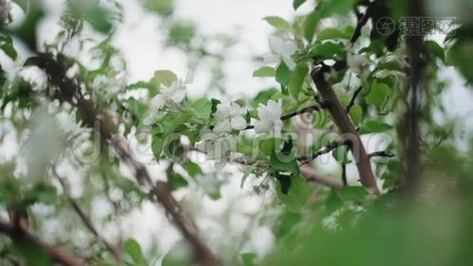 盛开的蟹状苹果树-绿草背景下的花枝视频