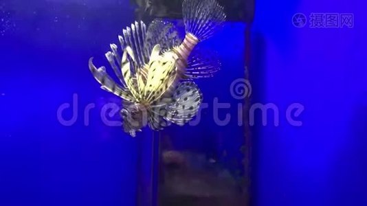 热带多彩珊瑚礁鱼白狮子鱼，田鼠在海水中游泳水族馆视频