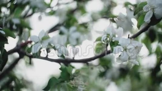 春天，盛开的苹果树，慢动作.. 开花的果树..视频