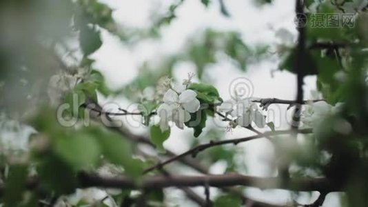 苹果树上盛开的枝条视频