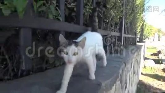 不是家养的小猫跟着摄像机。视频