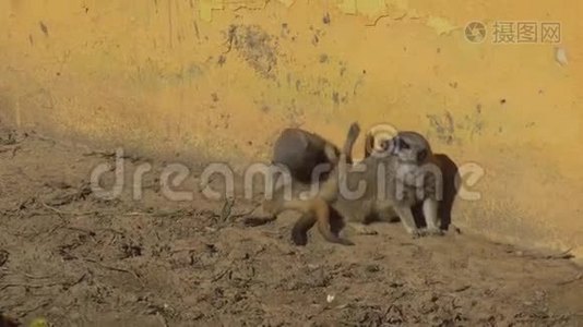 两只猫鼬坐在沙滩上看着.. 露天非洲动物园里的猫鼬。 出于意志的动物视频