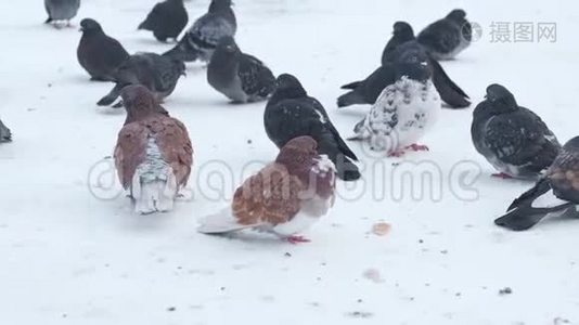 冬天，坐在寒冷的雪地上，一群鸽子结冰了。视频