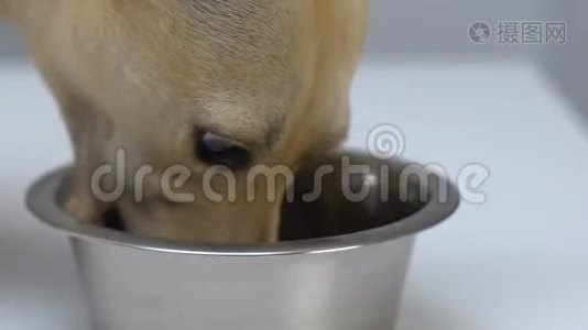 饥饿的狗吃钢碗特写，宠物消化，保健，营养视频