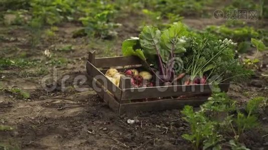 农夫拿着装满新鲜有机蔬菜的木箱，在夕阳下沿着生态农场的花园床走。视频