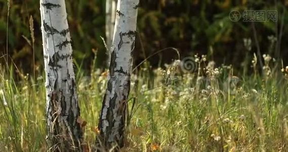 桦树树干关闭。 俄罗斯白桦林夏季日落。 俄罗斯自然。 全景视频