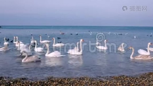 成群的白鸟天鹅漂浮在海水中，海滩附近有小波浪。视频