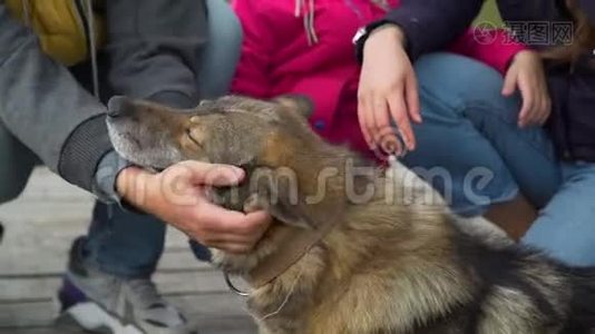 把家养宠物狗关在码头视频