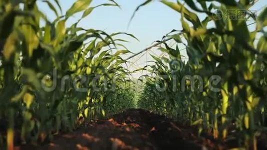 田间低角度的一排排年轻的绿色玉米植株视频