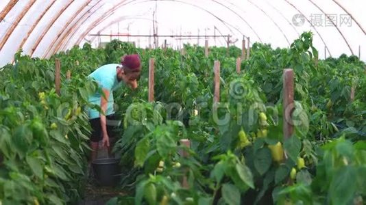 在温室工作的女农民。视频