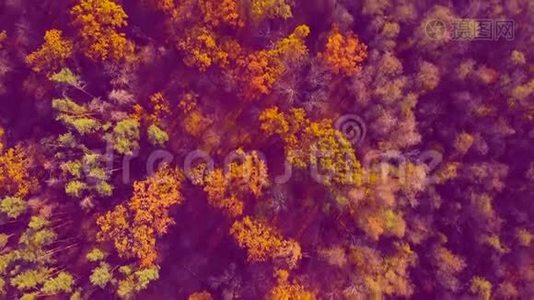 秋天的彩色木头。 带有紫色色调的酸性色调视频
