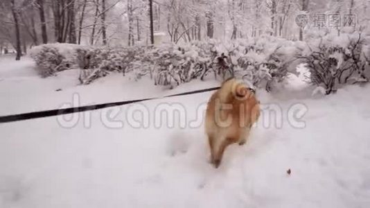 冬天。 狗穿过积雪，穿过灌木丛视频
