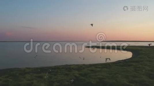 海鸥在飞翔，鸟儿在日落时在河上的小岛上盘旋视频