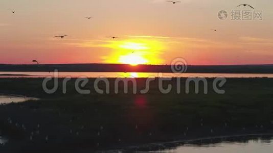 美丽的日落和海鸥飞过河流，俄罗斯南部的野生动物，从高处射击视频