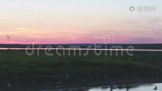 俄罗斯自然保护区鸟岛：日落时天空中海鸥飞行，鸟瞰视频