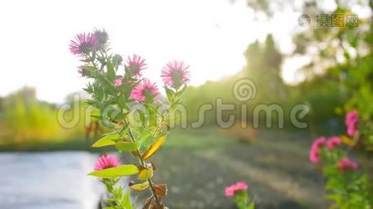 早上在植物园里开出美丽的紫色花朵。 近距离射击。视频