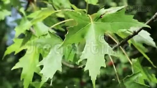 绿枫叶近在阳光明媚的夏日，鲜艳的绿色视频