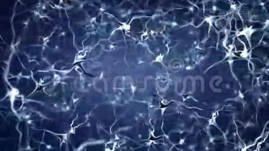 神经元网络活动.视频