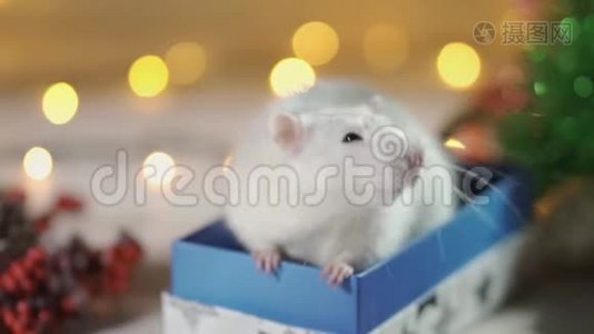 可爱的白色或灰色老鼠在礼品盒的背景圣诞装饰。 概念----2020年新年的象征视频