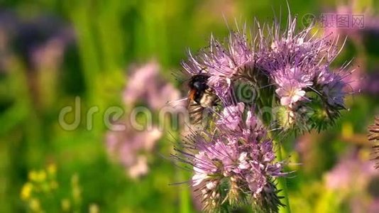 紫色花朵上的蜜蜂动物视频