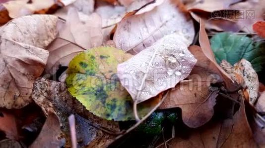 秋天的雨滴在秋天的森林里留下特写。视频