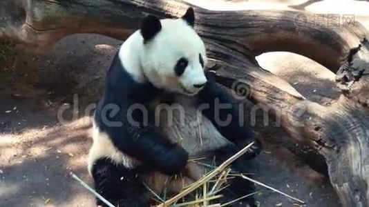 懒惰的熊猫动物视频