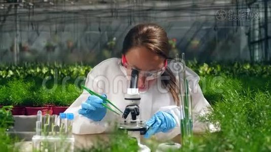 女生物学家在温室里用显微镜工作。视频