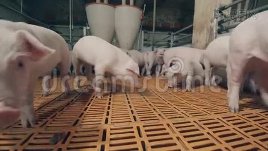 好奇的猪在农场院子里游荡视频