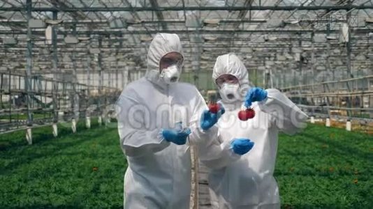 生物学家用注射器注射红番茄，在温室里工作。视频