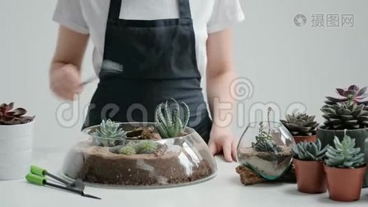 女花匠园丁在玻璃花瓶里装饰一个迷你花园，沙子里有多汁和仙人掌。视频