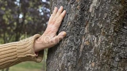 皱缩的雌性手抚摸公园树，环境保护，连接自然视频