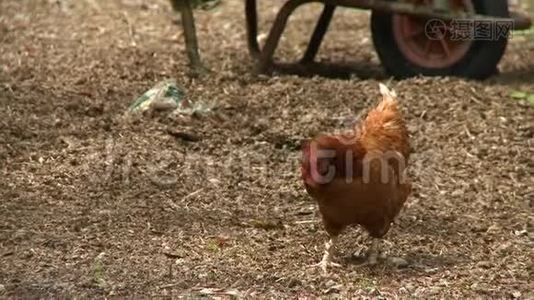 一只棕色母鸡在找食物视频