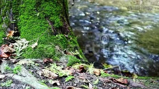 诺塔瓦萨加河的水域和苔藓覆盖的树木视频