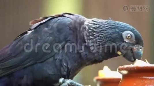 黑鹦鹉清理羽毛视频