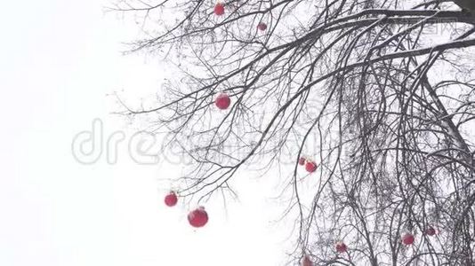 树上装饰着新年红球，顶着天空，下雪的天气，冬天，复制空间视频