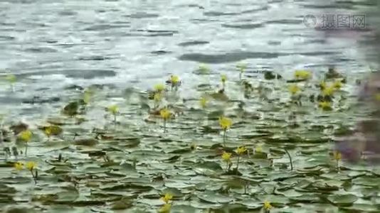 黄色的水在池塘上，紫色的野花视频