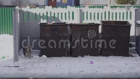 无家可归的狗狗在附近的公共回收站附近的垃圾或垃圾在冬季在住宅区。 肮脏的垃圾桶视频