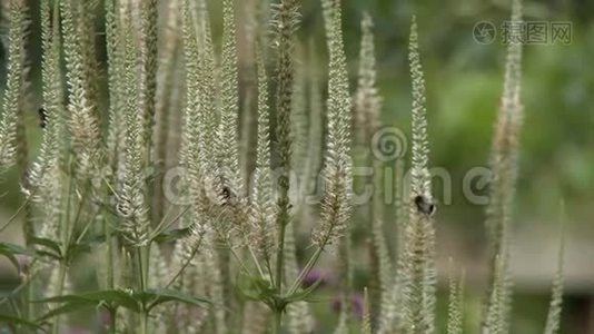 大黄蜂遍布Triglochin Palustris植物视频