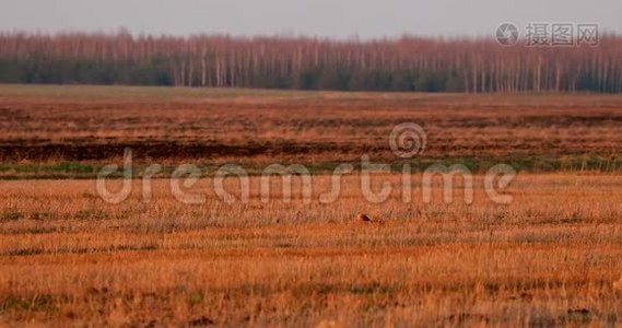 白俄罗斯春天田野里的鹞或马戏团青鸟。在欧亚大陆，成年雄性有时视频