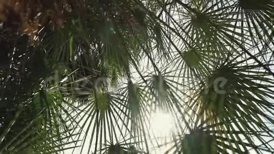 棕榈叶在阳光下。 阳光透过棕榈叶照射..视频