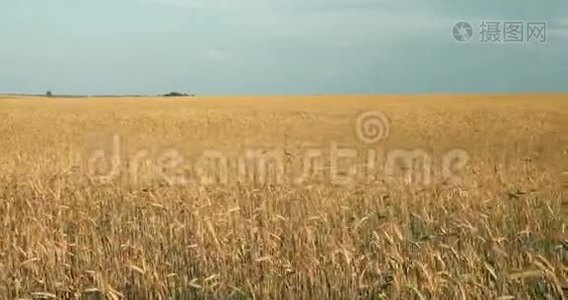 阳光明媚的夏日，小麦田的乡村景观。 六月的月份。 潘，全景..视频