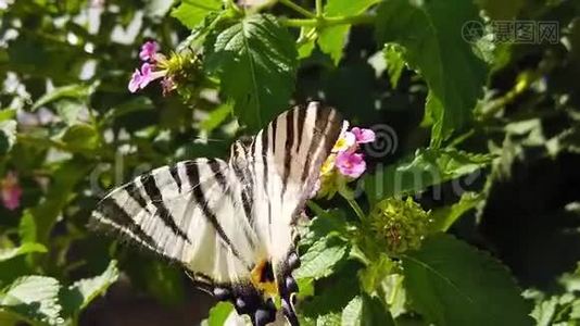斑马燕尾蝶花迷你花慢动作视频