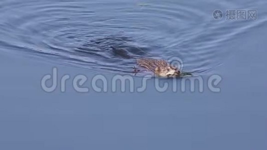 麝鼠在湖里游泳视频